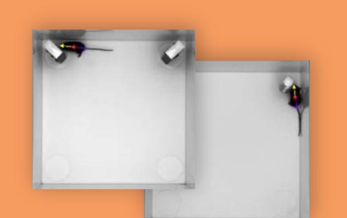 Increasing Reproducibility and Reliability of Novel Object Tests Through Standardization and Automation