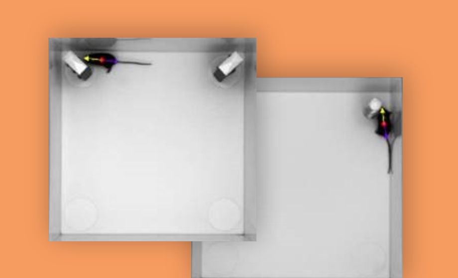 Increasing Reproducibility and Reliability of Novel Object Tests through Standardization and Automation