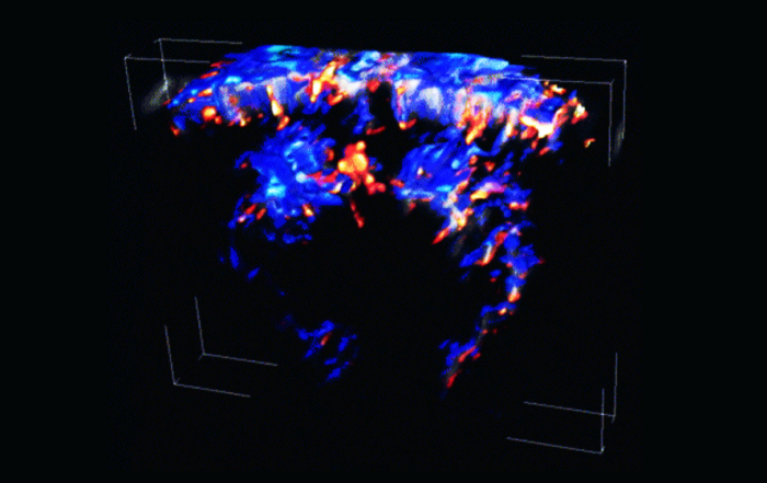 Functional Ultrasound Imaging in Pain and Pharmacology Research
