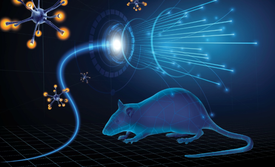 Optogenetic Activation of Selective Cardiac Autonomic Neurons