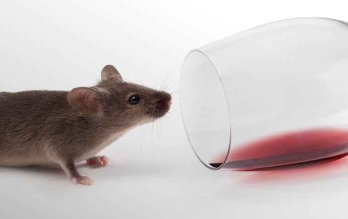 Cellular Mechanisms Behind Alcohol Abuse and Binge Drinking Behavior