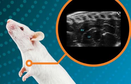 Evaluation and Optimization of Right Ventricular and Lung Imaging Using High Frequency Ultrasound