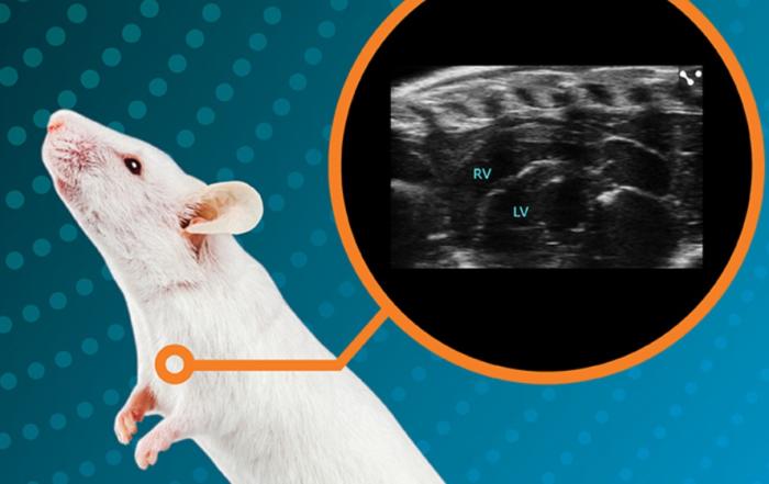 Evaluation and Optimization of Right Ventricular and Lung Imaging Using High Frequency Ultrasound