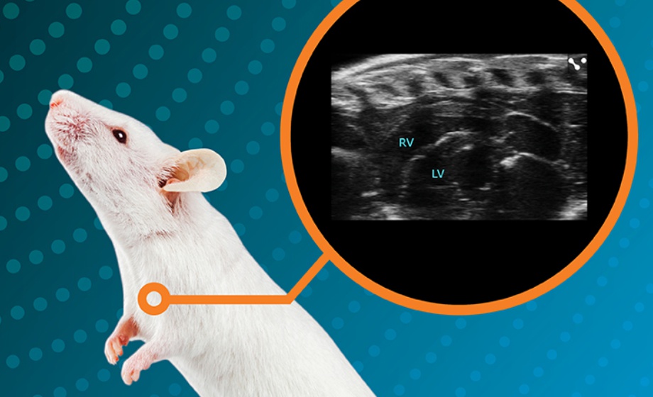 Evaluation and Optimization of Right Ventricular and Lung Imaging using High Frequency Ultrasound