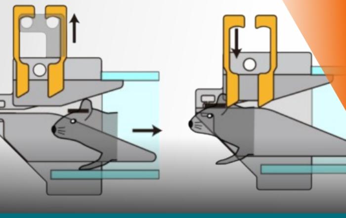 Self Head Fixation Training for the Study of Perceptual Decisions in Mice