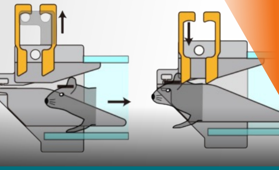 High-Throughput Self Head Fixation Technology for the Study of Perceptual Decisions in Mice