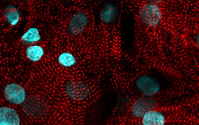 Unraveling Excitation-Contraction Coupling: Simultaneous Measures of Intracellular Calcium and Action Potentials
