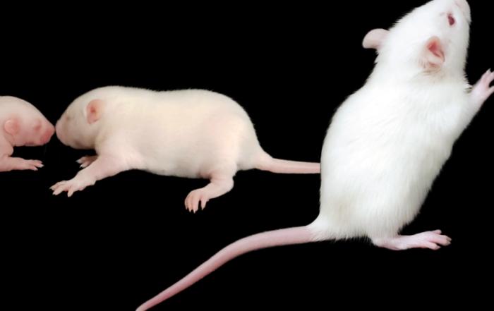 Sensorimotor Network Development During Early Postnatal Life in the Awake and Sleeping Brain