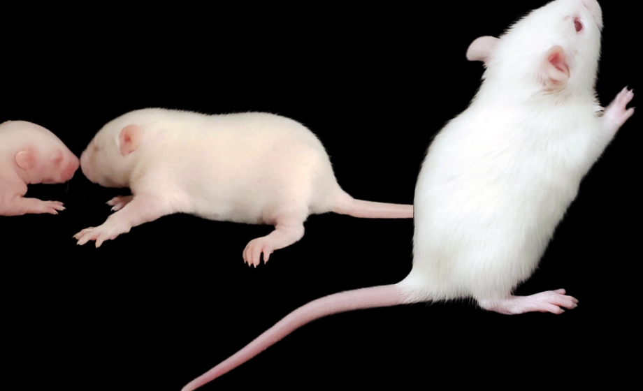 Sensorimotor Network Development During Early Postnatal Life in the Awake and Sleeping Brain