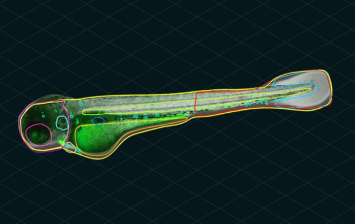 Casting a Wider Net in Zebrafish Screening with Automated Microscopy and Image Analysis