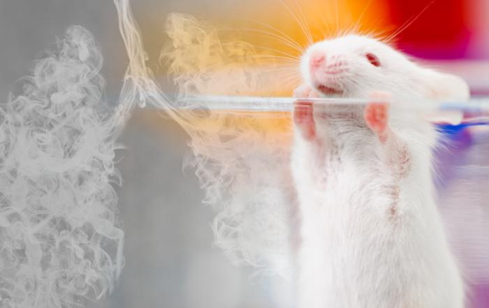 Cardiac Effects of Chronically Inhaled Nicotine