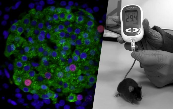 Sex, Drugs and Protocol: How Researcher Choices Impact Experimental Outcomes in Preclinical Diabetes Research