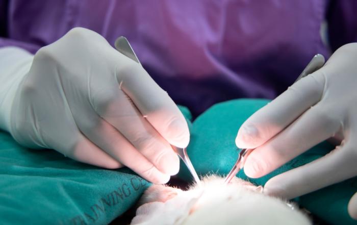 Rene Remie Surgical Skills Centre (RRSSC) and InsideScientific join forces to scale Rodent Preclinical Research Training Services