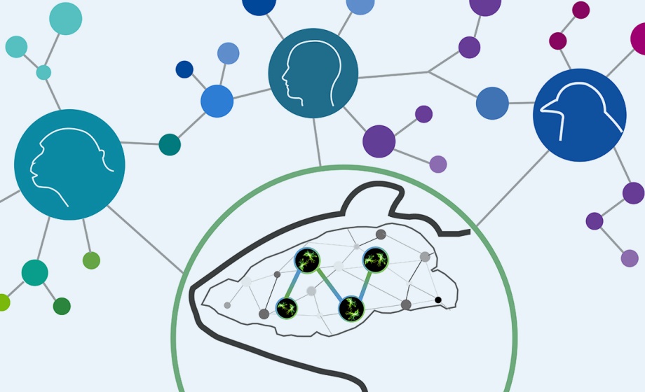 Simultaneous Multi-Region Neuronal Calcium Imaging in Freely Behaving Subjects