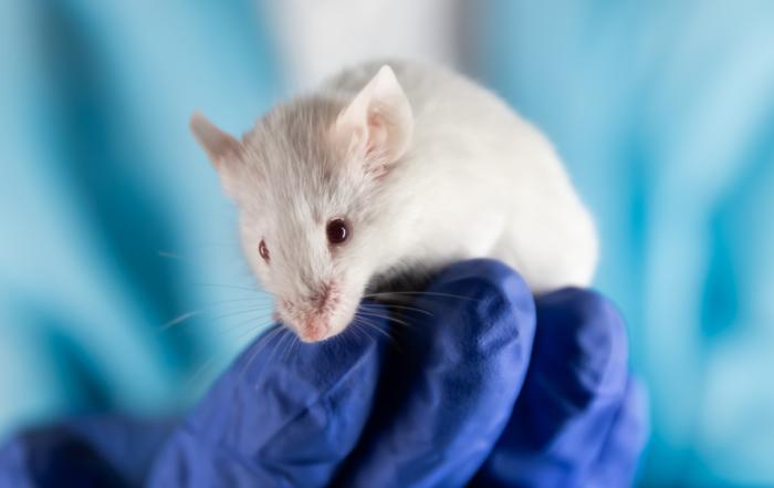 Cutting Edge Conversations: The Role of In Vivo Studies in Personalized Medicine