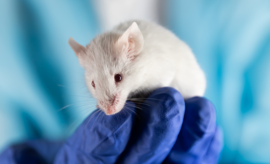 Cutting Edge Conversations: The Role of In Vivo Studies in Personalized Medicine
