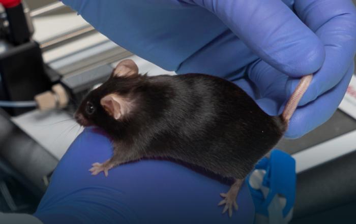 Respiration in Anesthetized Mice: Evidence-Based Recommendations for Improved Monitoring & Supportive Care