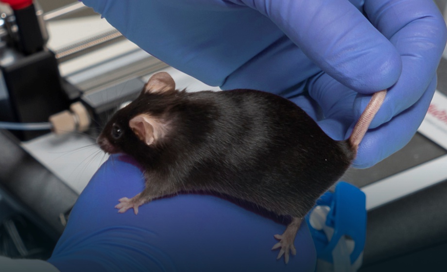 Respiration in Anesthetized Mice: Evidence-Based Recommendations for Improved Monitoring & Supportive Care