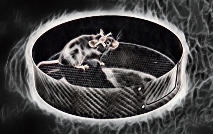 Approaches to Studying Neuronal Signaling in the Brain of Awake Behaving Mice