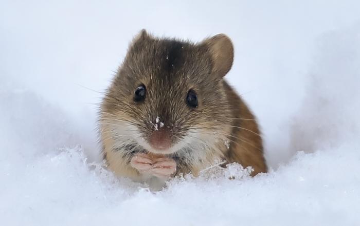 Thermal Physiology: The Effects of Environmental Temperatures on Energy Expenditure in Mice