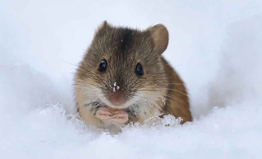 Thermal Physiology The Effects of Environmental Temperatures on Energy Expenditure in Mice