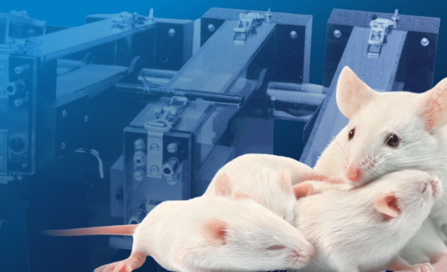 Application of Treadmill Exercise Using Mice as a Model for Studying the Influence of Maternal Exercise