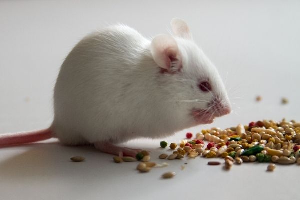 Recent Advances in Anti-Obesity Pharmacological Research