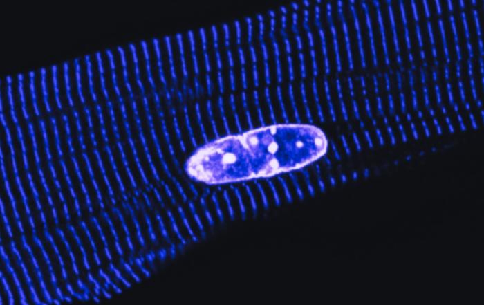Understanding the Heart’s Intracellular Orchestra: Functional Characterization of Excitation-Contraction Coupling in Cardiomyocytes