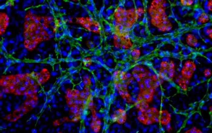 A Novel, All-Human Hepatic Triculture System