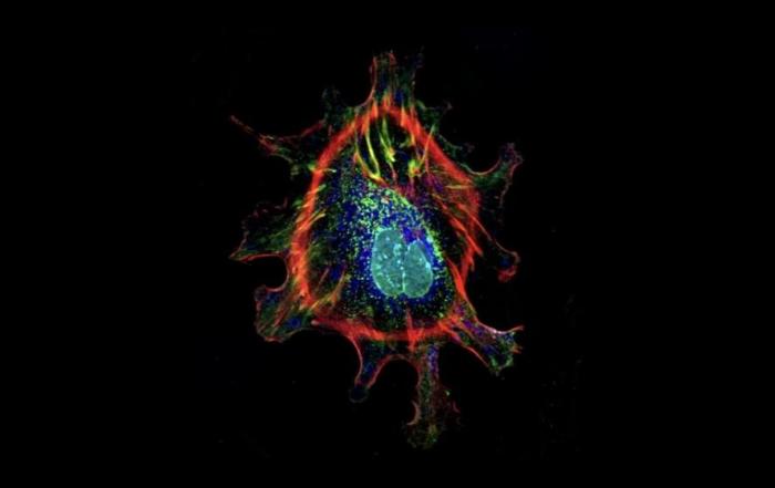 Cell Painting: The Colorful Future of Drug Discovery