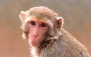 Nonhuman primate