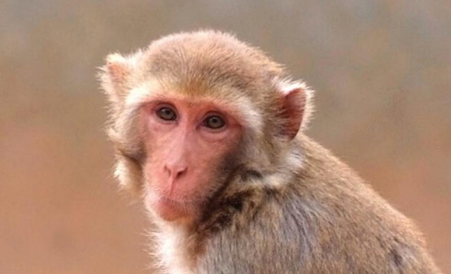 Nonhuman primate