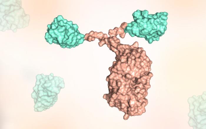 Single-Domain Antibodies: A Promising New Tool for Diagnostic and Therapeutic Research