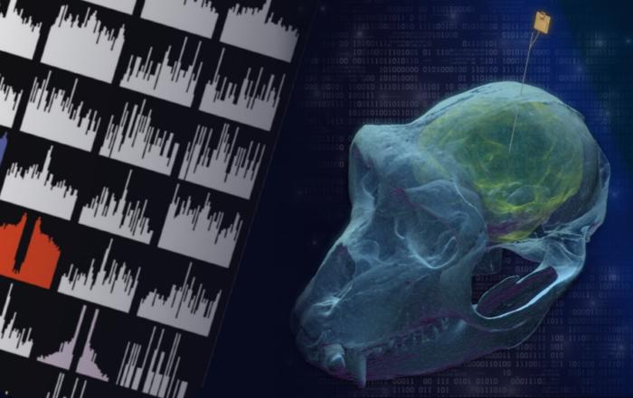 Using High-Density Electrophysiological Recordings to Investigate Neural Mechanisms in Small and Large Animals