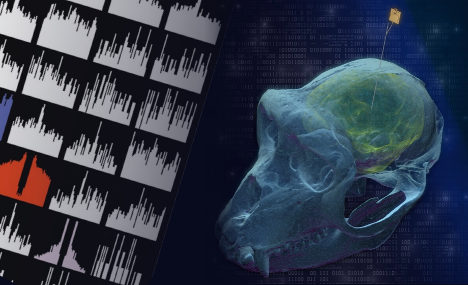 Using high-density electrophysiological recordings to investigate neural mechanisms in small and large animals