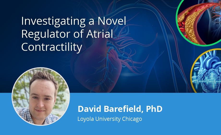Investigating a Novel Regulator of Atrial Contractility