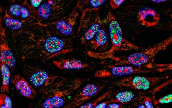 Biomarker Imaging for Preclinical Cancer Research