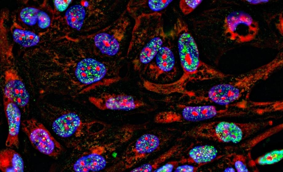 Biomarker Imaging Article FI - Fluorescence Imaging
