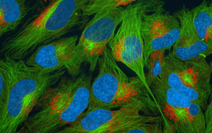 Creating Better Gene-Edited Cell Lines with the FAST-HDR System