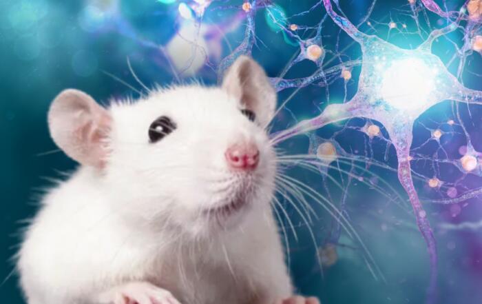 Strategic Approaches to Age-Related Metabolic Insufficiency and Transition into Dementia Syndrome