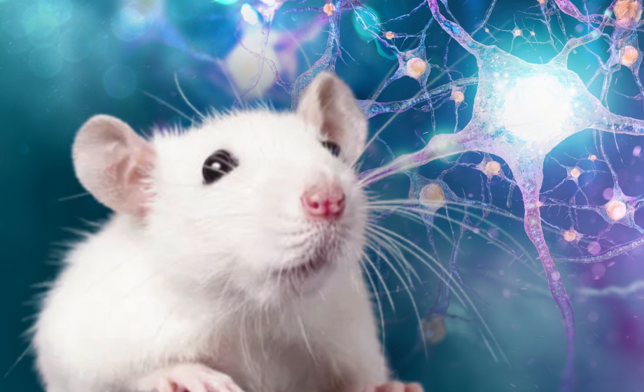 Strategic Approaches to Age-Related Metabolic Insufficiency and Transition into Dementia Syndrome