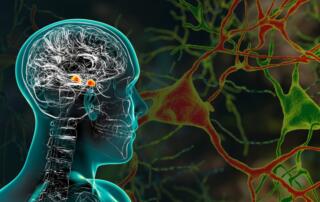 Dopamine-mediated fear response in the amygdala FI