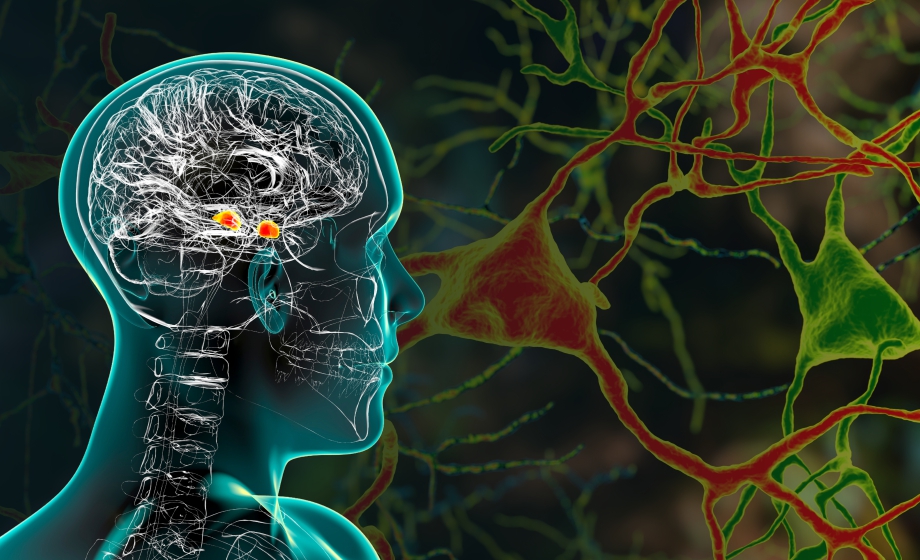 Dopamine-mediated fear response in the amygdala FI