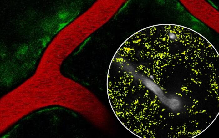 Neurovascular Coupling: Novel Insights from Studies in Awake Head-Fixed and Anesthetized Mice