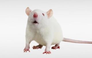Passive Avoidance Response in Rats FI