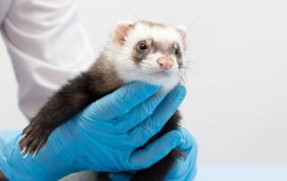 Ferret model of respiratory inflammation FI