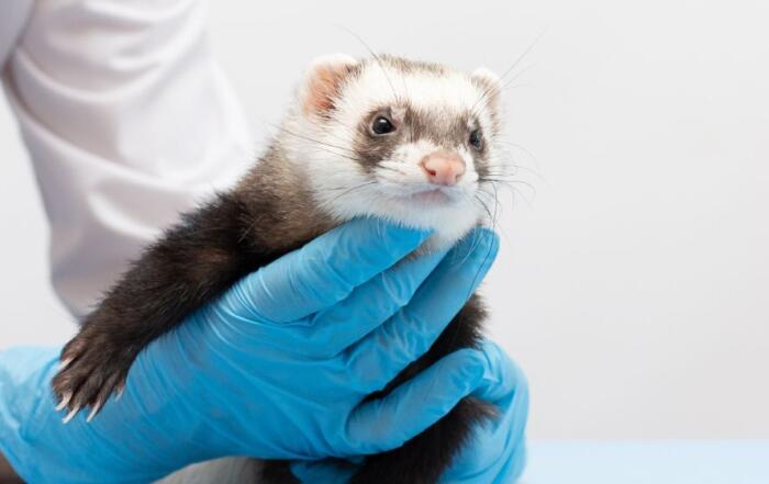 Protocol Preview: a Ferret Model of Respiratory Inflammation