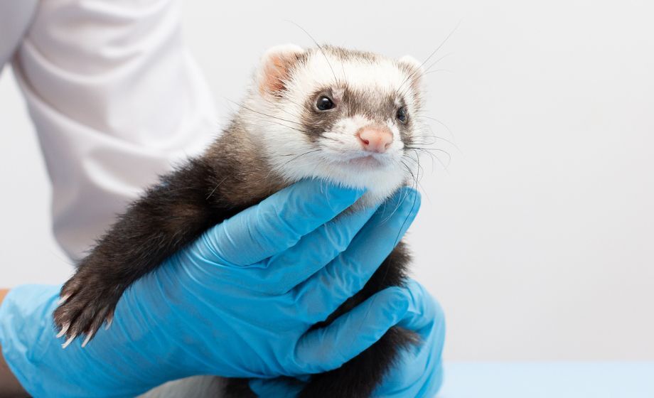 Ferret model of respiratory inflammation FI