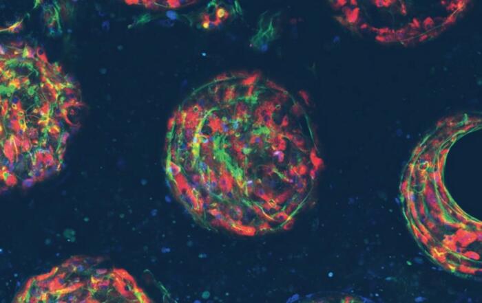 It’s Life, but Not As We Know It: How Predictive Human Organ Models Are Transforming and Reshaping the Efficiency of Drug Discovery