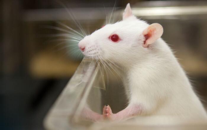 Simple Tips to Significantly Improve Rodent Surgical Outcomes